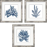 Framed 'Pacific Sea Mosses Blue on White 3 Piece Framed Art Print Set' border=