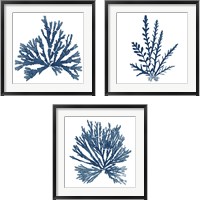 Framed Pacific Sea Mosses Blue on White 3 Piece Framed Art Print Set