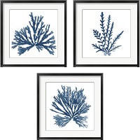 Framed 'Pacific Sea Mosses Blue on White 3 Piece Framed Art Print Set' border=