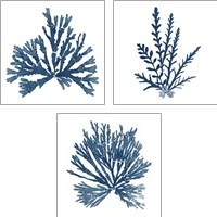 Framed 'Pacific Sea Mosses Blue on White 3 Piece Art Print Set' border=