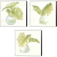 Framed 'Plant Big Leaf 3 Piece Canvas Print Set' border=