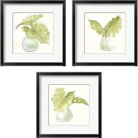 Framed 'Plant Big Leaf 3 Piece Framed Art Print Set' border=