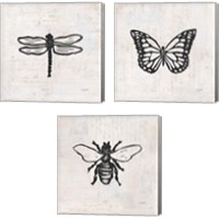 Framed Insect Stamp BW 3 Piece Canvas Print Set