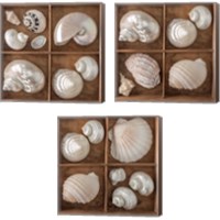 Framed 'Seashells Treasures 3 Piece Canvas Print Set' border=