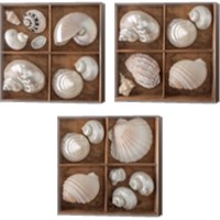 Framed Seashells Treasures 3 Piece Canvas Print Set