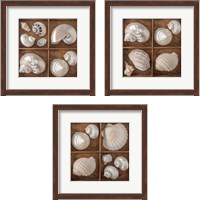 Framed 'Seashells Treasures 3 Piece Framed Art Print Set' border=