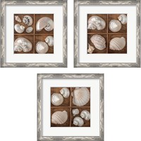 Framed 'Seashells Treasures 3 Piece Framed Art Print Set' border=