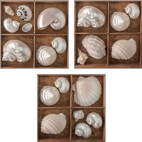 Framed Seashells Treasures 3 Piece Art Print Set