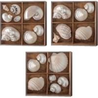 Framed 'Seashells Treasures 3 Piece Canvas Print Set' border=