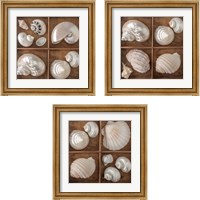 Framed Seashells Treasures 3 Piece Framed Art Print Set