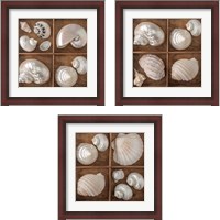 Framed 'Seashells Treasures 3 Piece Framed Art Print Set' border=