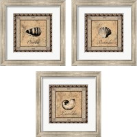 Framed Shell Works 3 Piece Framed Art Print Set