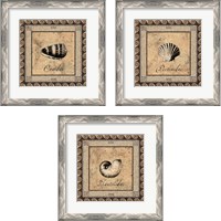 Framed 'Shell Works 3 Piece Framed Art Print Set' border=