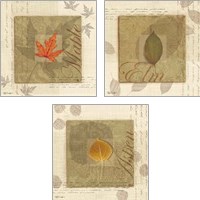 Framed 'Leaf 3 Piece Art Print Set' border=