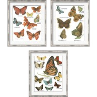 Framed 'Botanical Butterflies Postcard White 3 Piece Framed Art Print Set' border=