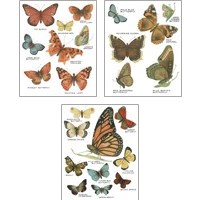Framed Botanical Butterflies Postcard White 3 Piece Art Print Set