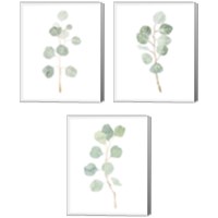 Framed 'Soft Eucalyptus Branch 3 Piece Canvas Print Set' border=