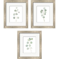 Framed Soft Eucalyptus Branch 3 Piece Framed Art Print Set