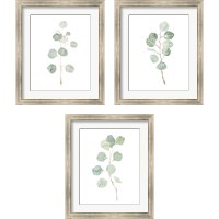 Framed 'Soft Eucalyptus Branch 3 Piece Framed Art Print Set' border=