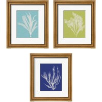 Framed 'Seaweed Pop 3 Piece Framed Art Print Set' border=