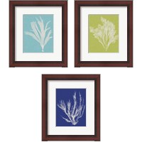 Framed Seaweed Pop 3 Piece Framed Art Print Set