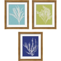 Framed Seaweed Pop 3 Piece Framed Art Print Set