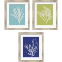 Framed 'Seaweed Pop 3 Piece Framed Art Print Set' border=