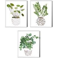 Framed 'Plant in a Pot 3 Piece Canvas Print Set' border=