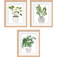 Framed 'Plant in a Pot 3 Piece Framed Art Print Set' border=