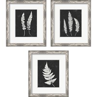 Framed 'Forest Shadows Black 3 Piece Framed Art Print Set' border=