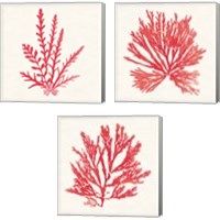 Framed 'Pacific Sea Mosses Red 3 Piece Canvas Print Set' border=