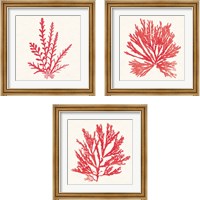 Framed 'Pacific Sea Mosses Red 3 Piece Framed Art Print Set' border=
