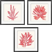 Framed Pacific Sea Mosses Red 3 Piece Framed Art Print Set