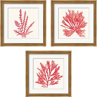 Framed 'Pacific Sea Mosses Red 3 Piece Framed Art Print Set' border=