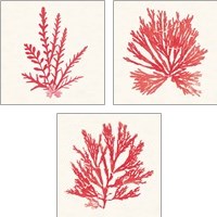 Framed 'Pacific Sea Mosses Red 3 Piece Art Print Set' border=