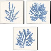 Framed 'Pacific Sea Mosses Light Blue 3 Piece Canvas Print Set' border=