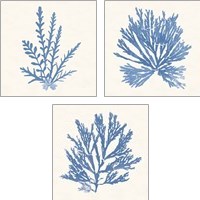 Framed Pacific Sea Mosses Light Blue 3 Piece Art Print Set