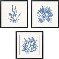 Framed Pacific Sea Mosses Light Blue 3 Piece Framed Art Print Set