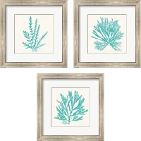 Framed 'Pacific Sea Mosses Aqua 3 Piece Framed Art Print Set' border=