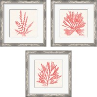 Framed 'Pacific Sea Mosses Coral 3 Piece Framed Art Print Set' border=