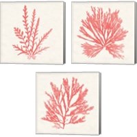 Framed Pacific Sea Mosses Coral 3 Piece Canvas Print Set