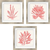 Framed 'Pacific Sea Mosses Coral 3 Piece Framed Art Print Set' border=