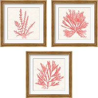 Framed Pacific Sea Mosses Coral 3 Piece Framed Art Print Set