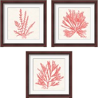 Framed Pacific Sea Mosses Coral 3 Piece Framed Art Print Set