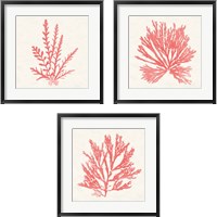 Framed 'Pacific Sea Mosses Coral 3 Piece Framed Art Print Set' border=