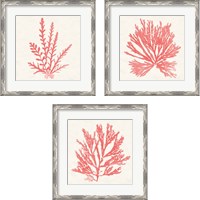 Framed 'Pacific Sea Mosses Coral 3 Piece Framed Art Print Set' border=