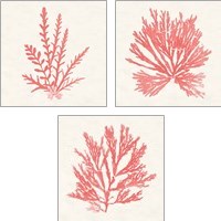 Framed Pacific Sea Mosses Coral 3 Piece Art Print Set