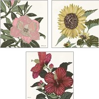 Framed Floral Study 3 Piece Art Print Set