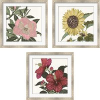 Framed Floral Study 3 Piece Framed Art Print Set