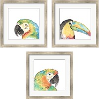 Framed 'Tropical Bird Portrait 3 Piece Framed Art Print Set' border=